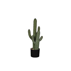 Kaktus v loncu CEREUS
