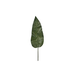 List PHILODENDRON